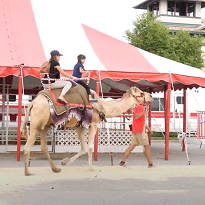 Camel Rides Camel Rides