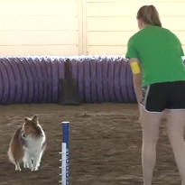 Canine Class Canine Class
