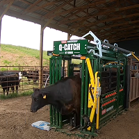 Cattle Chute Demonstrations Cattle Chute Demonstrations