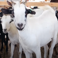 Dairy Goat Clinic