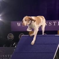 Dog Show