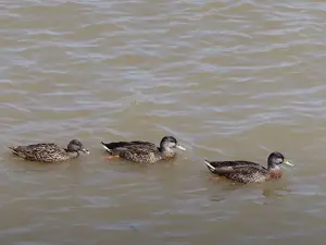 Goettafest Ducks