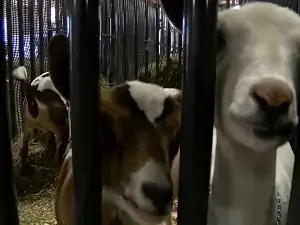 Montana State Fair Animals
