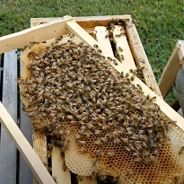 Ohio State Beekeepers Association Ohio State Beekeepers Association