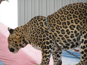 Ohio State Fair 2006