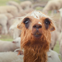 Petting Zoo Petting Zoo