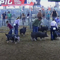 Pig Races Pig Races