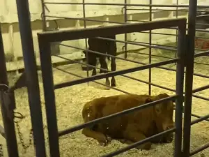 Tanana Valley State Fair Animals
