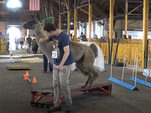 The New York State Fair Animals