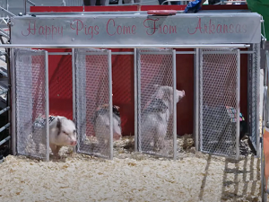Colorado State Fair Animals