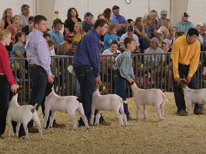 Colorado State Fair Animals
