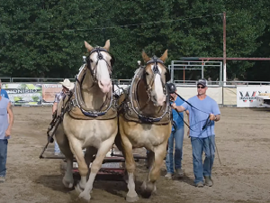 Colorado State Fair Horses