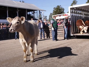 Fryeburg Fair Calf Scrumble