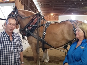 Fryeburg Fair Horse Pulling