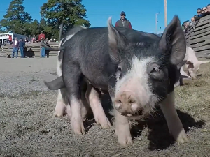 Fryeburg Fair Pig Scrumble