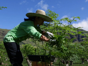 Hawaii Food and Wine Festival